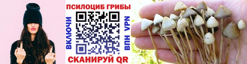 Галлюциногенные грибы Psilocybe  купить закладку  Нерчинск 